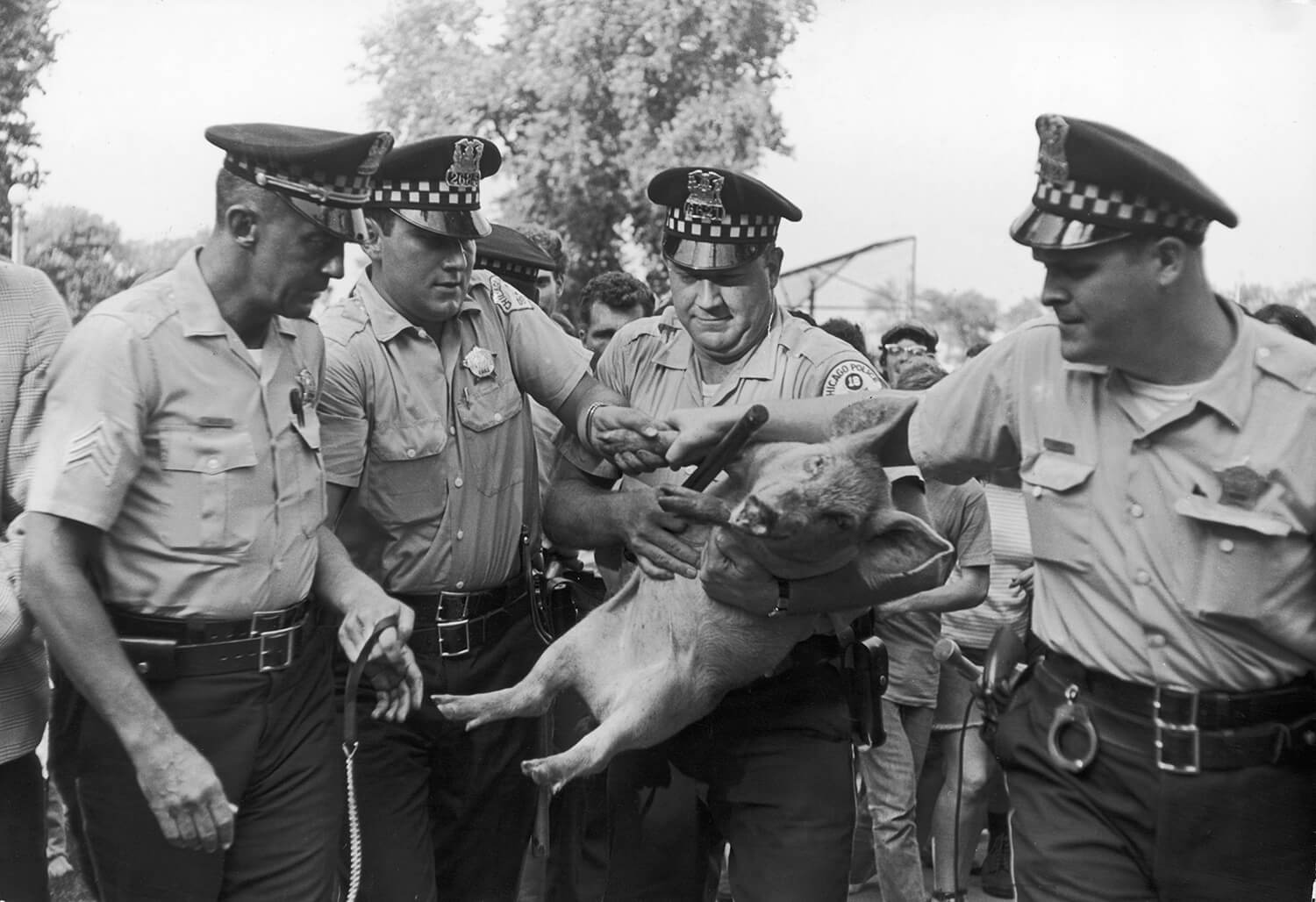 Pigasus "Arrested" by the Chicago Police Department, 1968