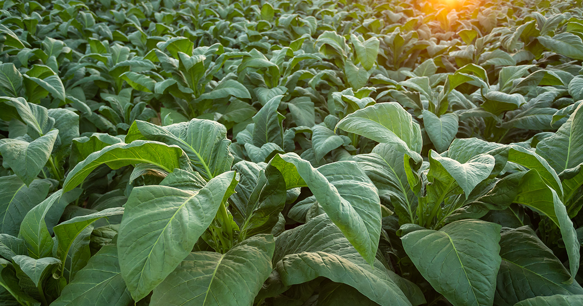 Farmer's Gold, Handcrafted Pipe Tobacco