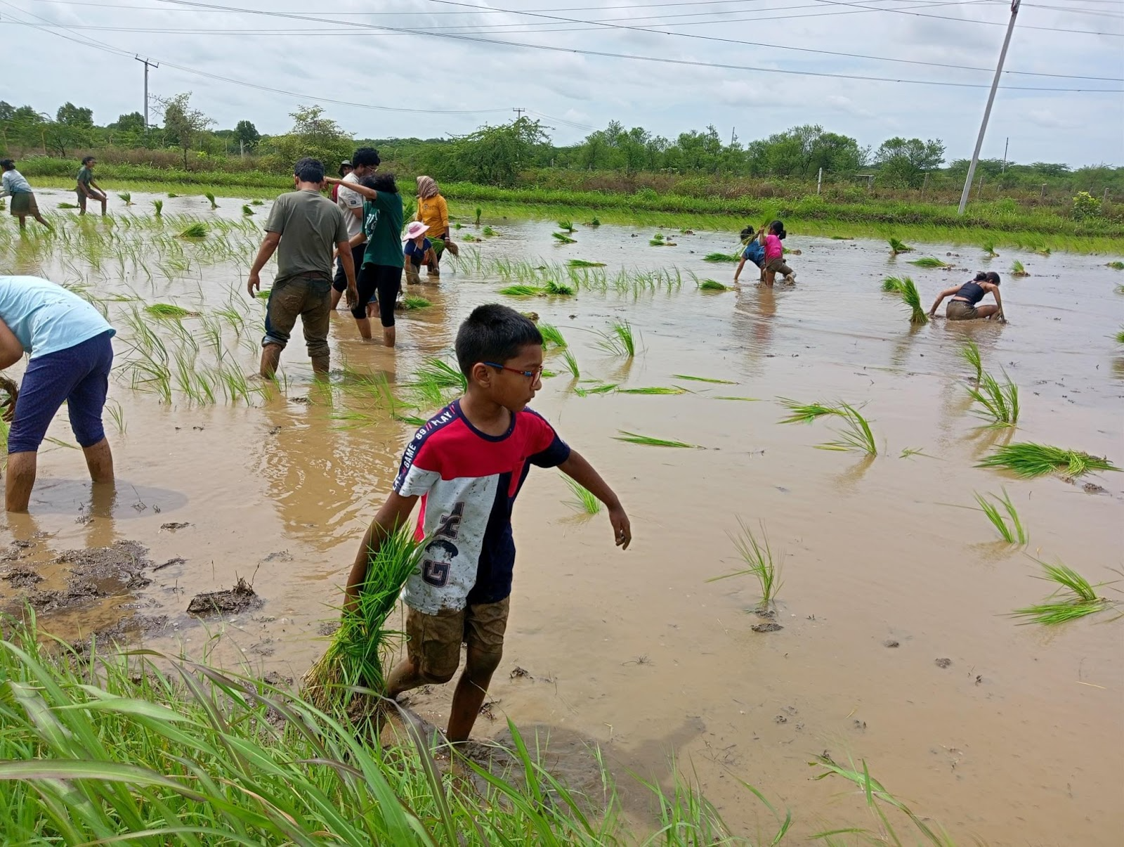 A group of people in a rice fieldAI-generated content may be incorrect.