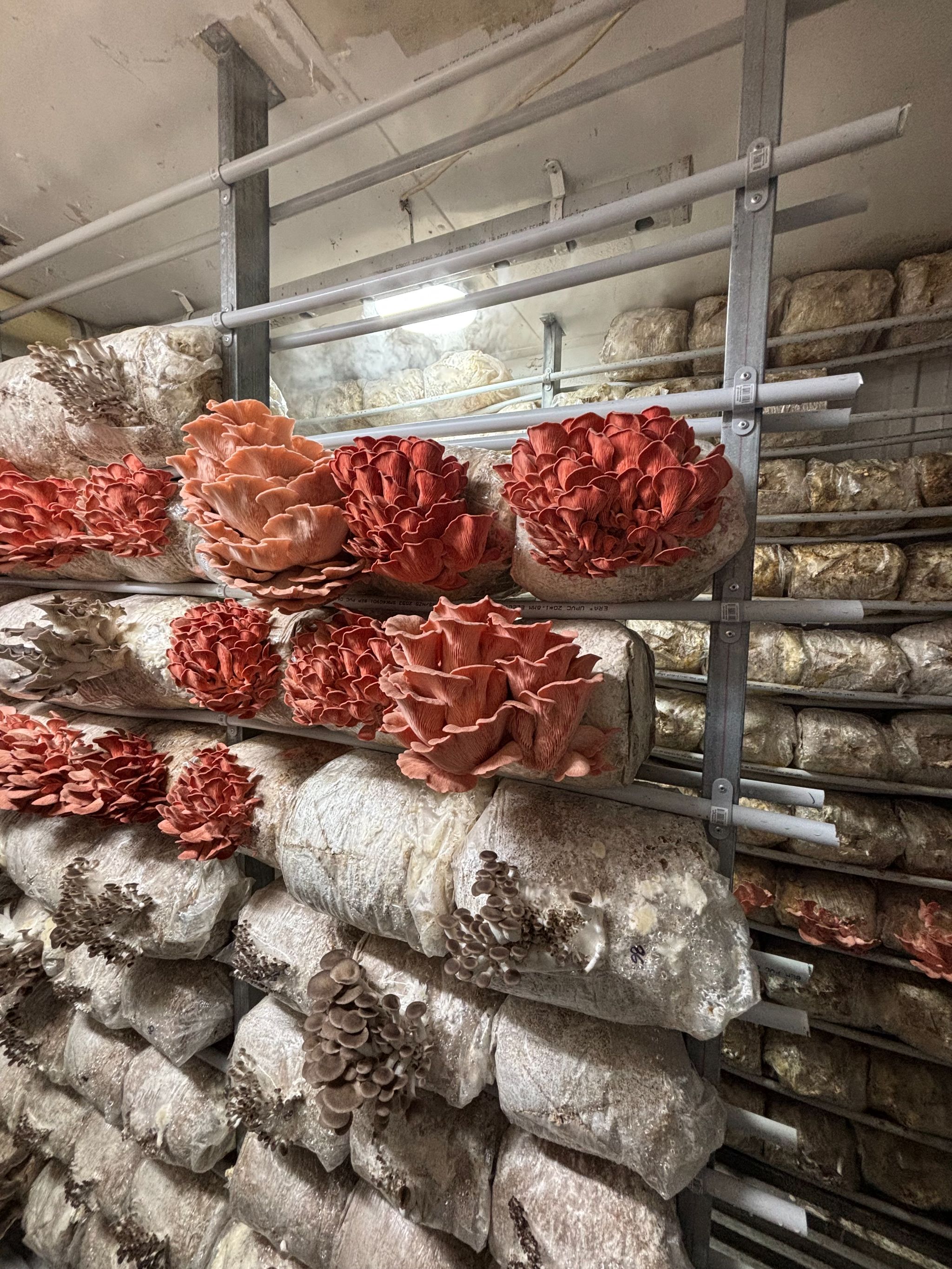 Tio Mushrooms