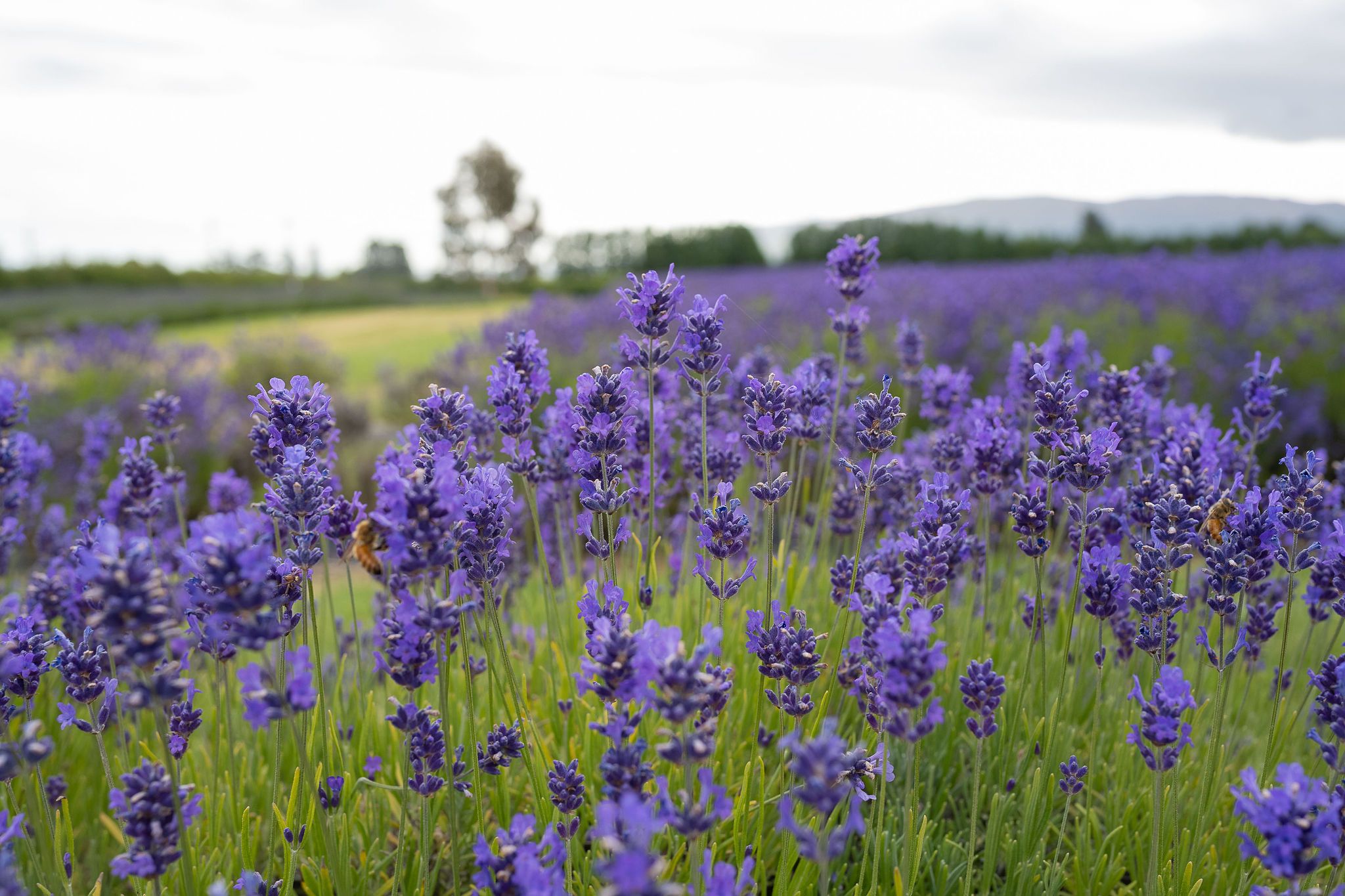 Bars & Nightclubs using Upstock for wholesale alcohol ordering