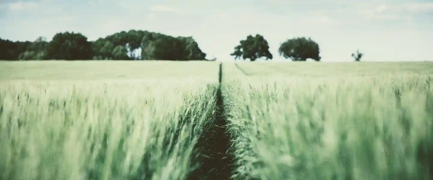 Vista al ras de unos verdes cultivos en una pradera con un monte de árboles al fondo y un cielo levemente nuboso