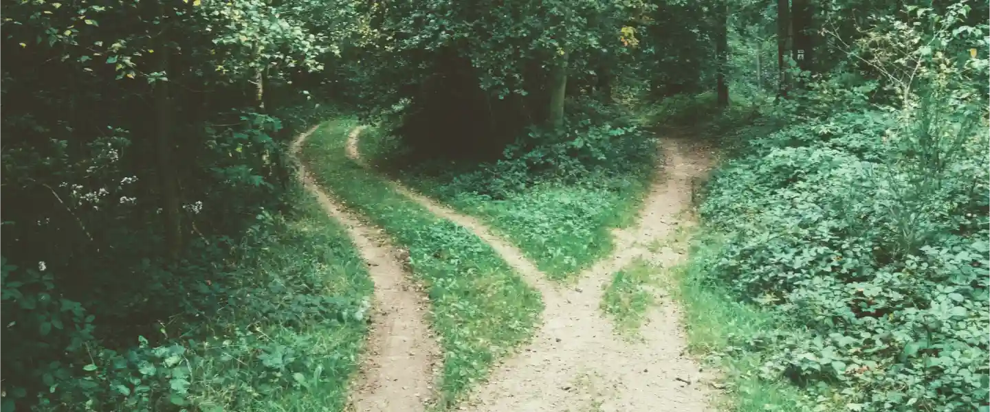 Sendas peatonales que se dividen en la entrada a un bosque