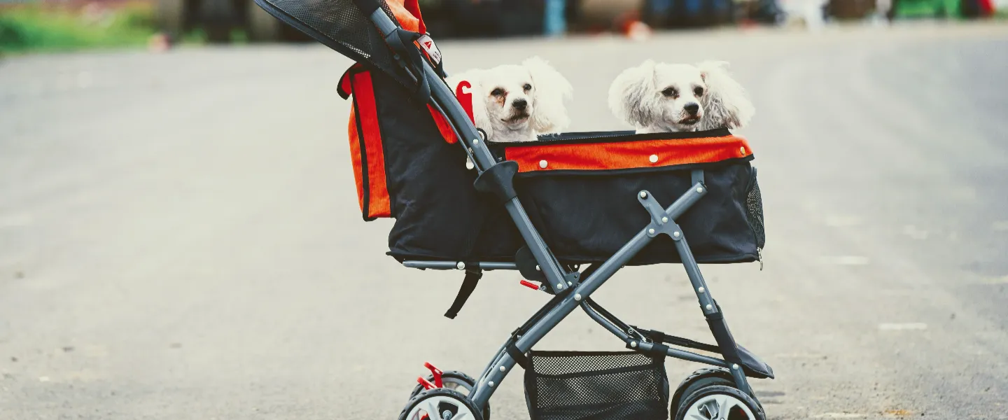 Par de pequeños perros blancos paseando en un cochecito de bebé