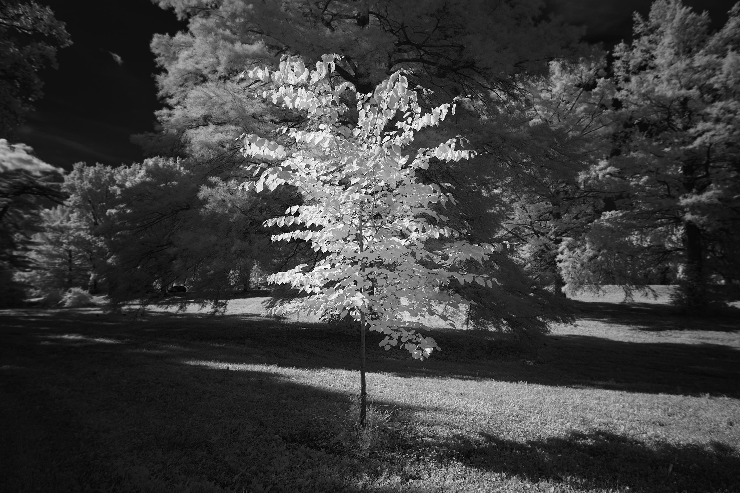 Late Spring, Part two “Through 850nm Infrared Filter”