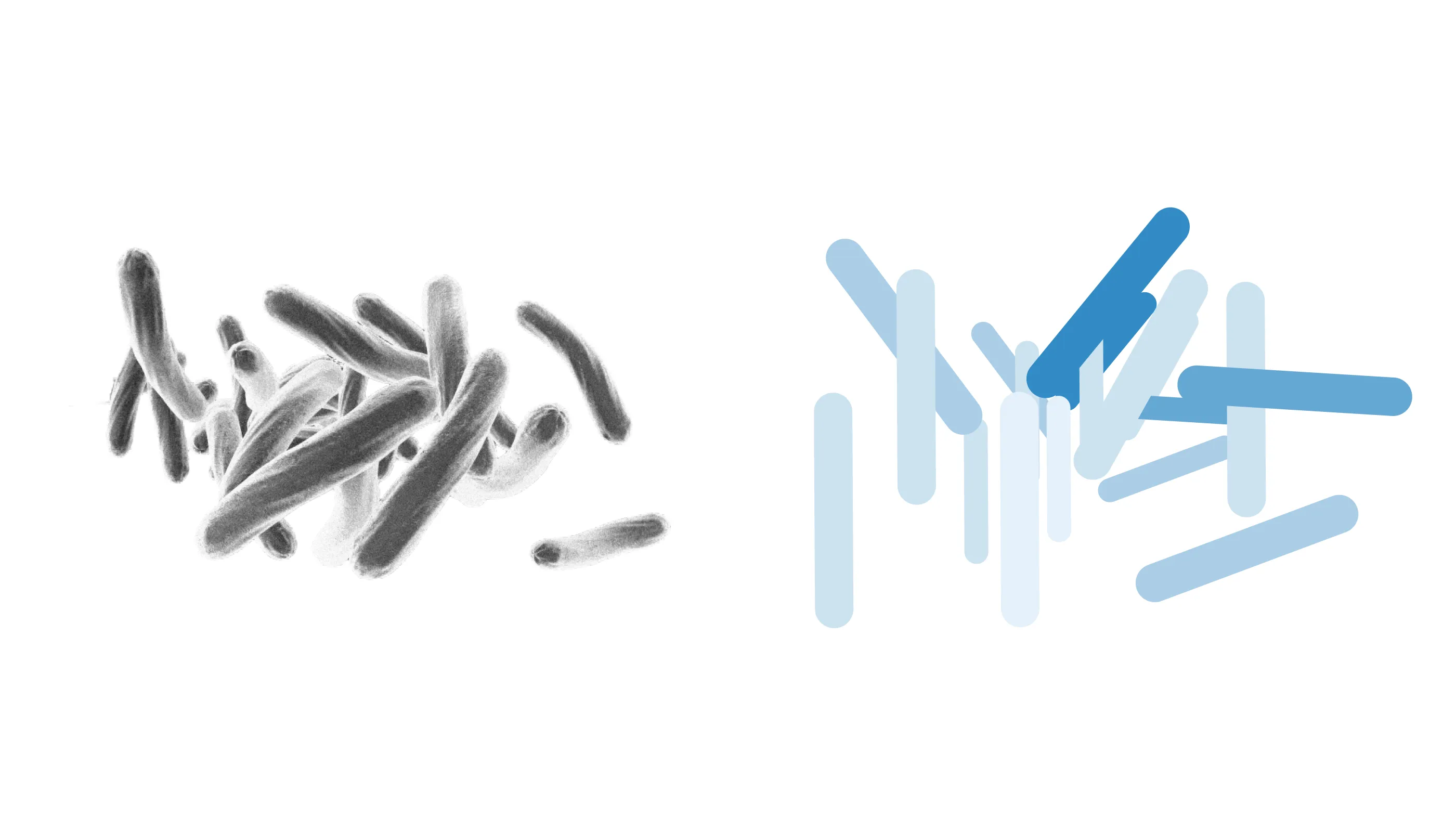 Bildvergleich: Links eine wissenschaftliche Darstellung eines Tuberkulose-Bakteriums, rechts abstrahierte Formen, die daraus für das visuelle Erscheinungsbild des DZK abgeleitet wurden.