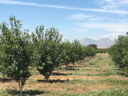 An orchard of trees with no fruit