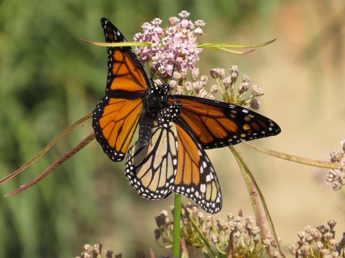 Closeup photo of a monarch butterfly