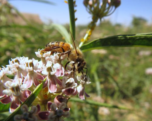Closeup photo of a pollinator bee on a flower
