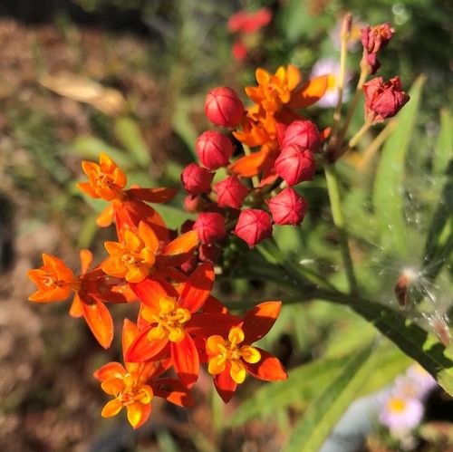Photo of a Tropical milkweed species