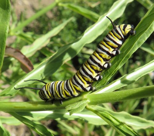 Photo showing a monarch caterpillar