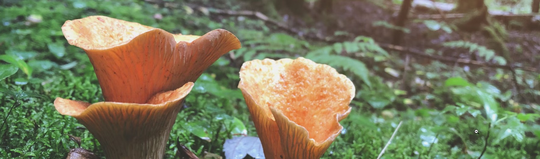 brown mushrooms on grass field