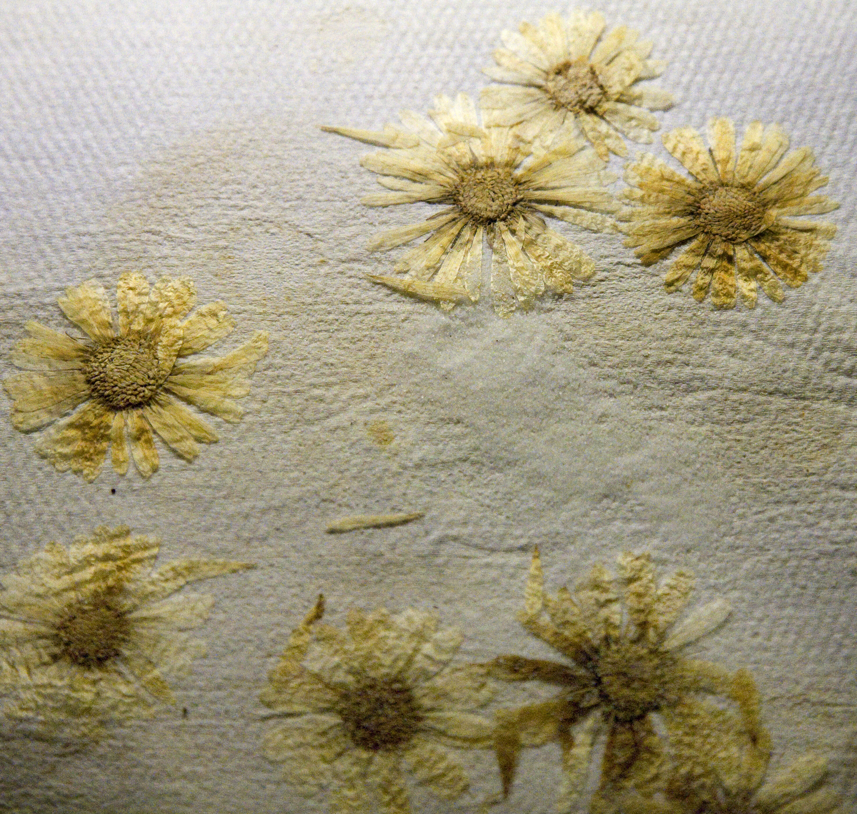 A-L. Löfberg, Herbarium, 1968-71. Detail.