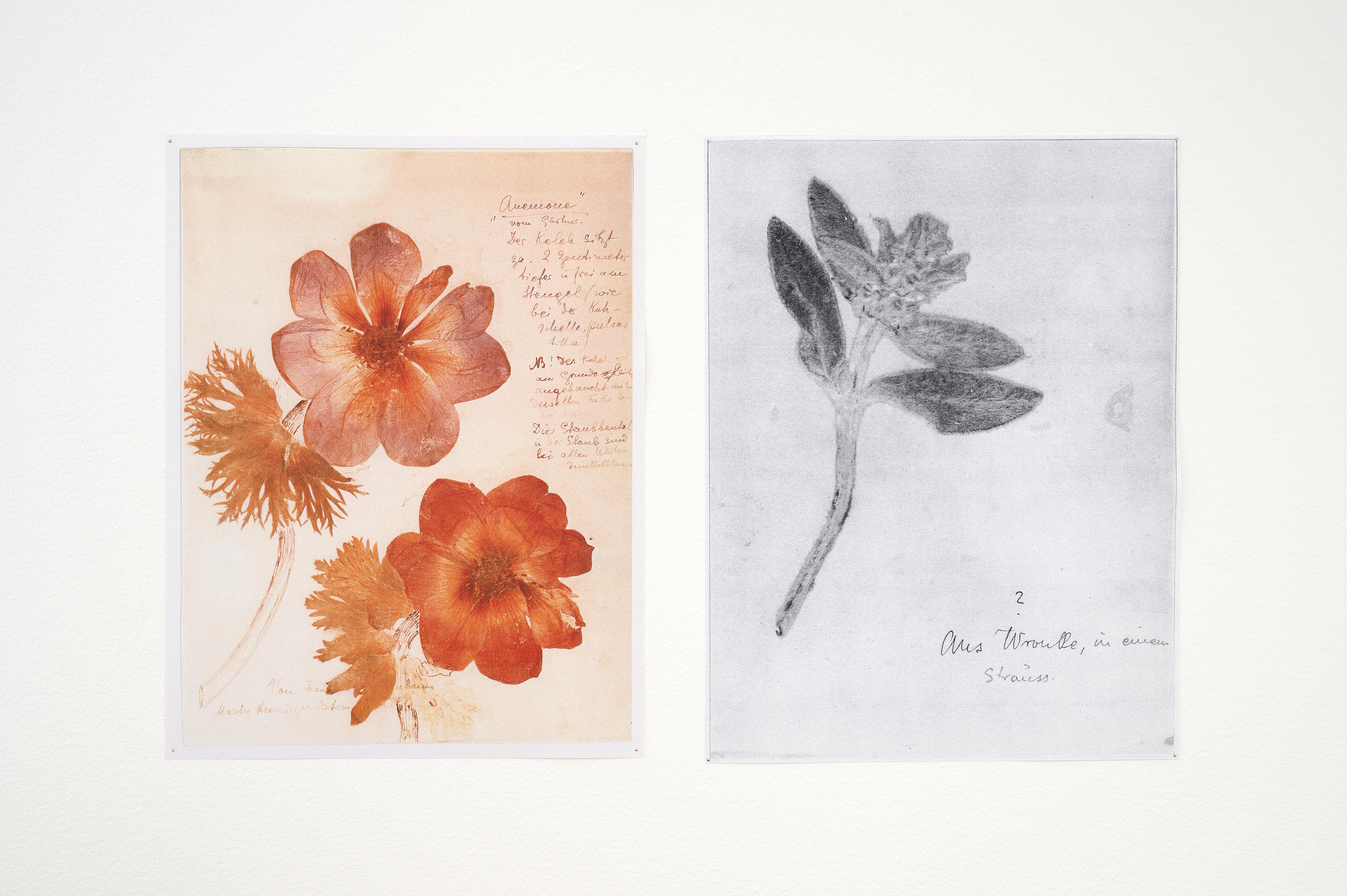 Pia Rönicke, Rosa's Letters, 2006. Detalj.