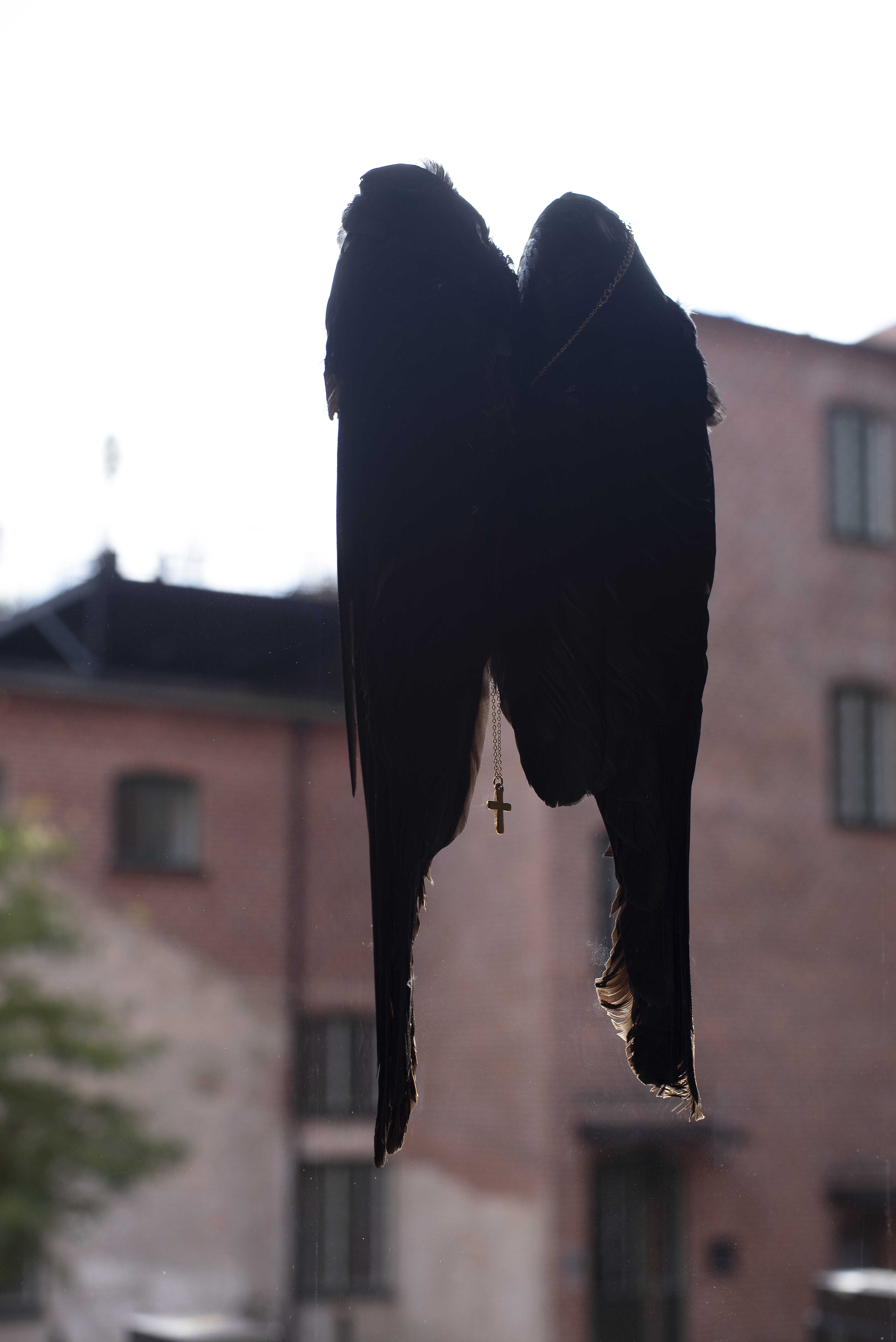 niilas helander, Untitled (crows), 2025.