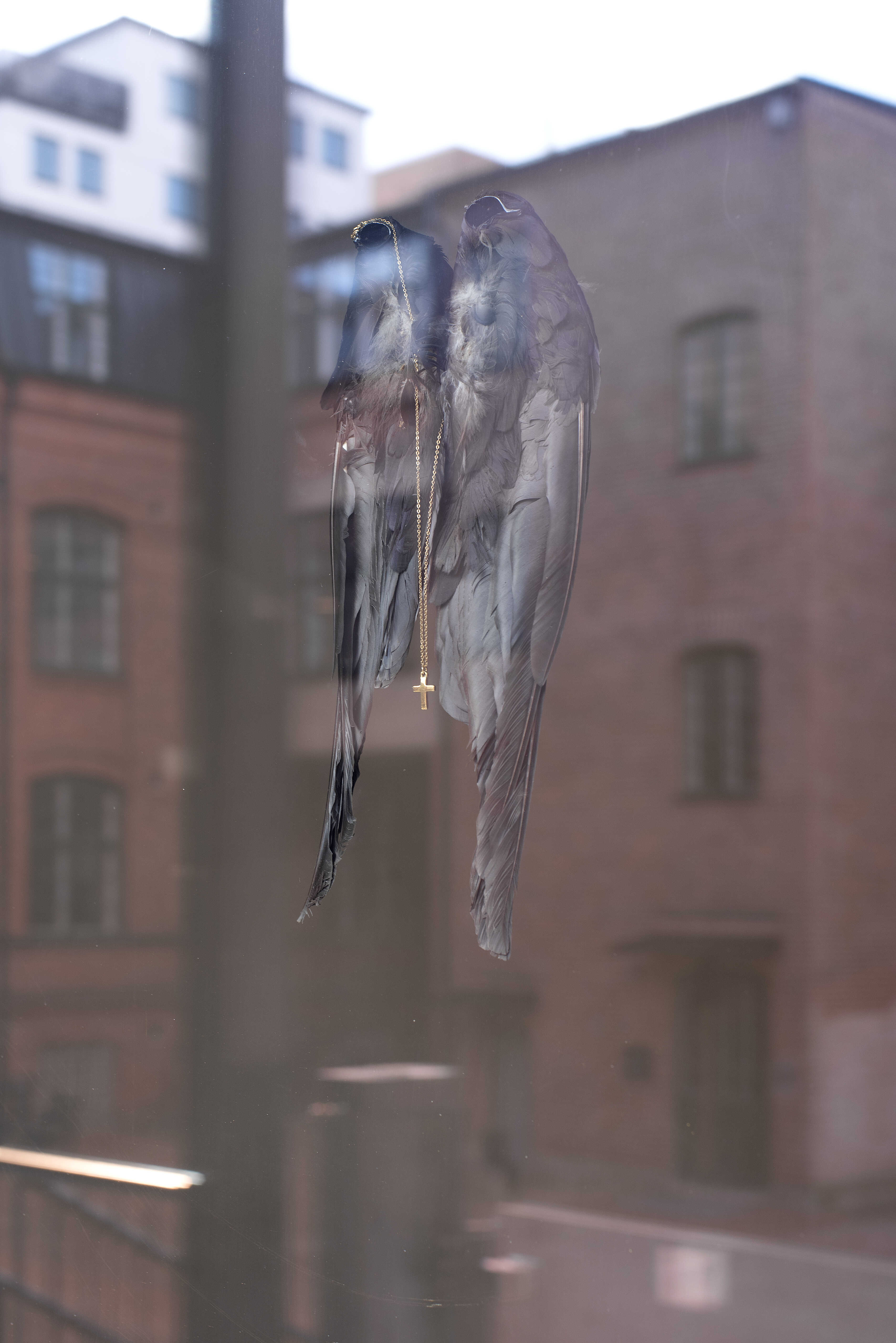 niilas helander, Untitled (crows), 2025.