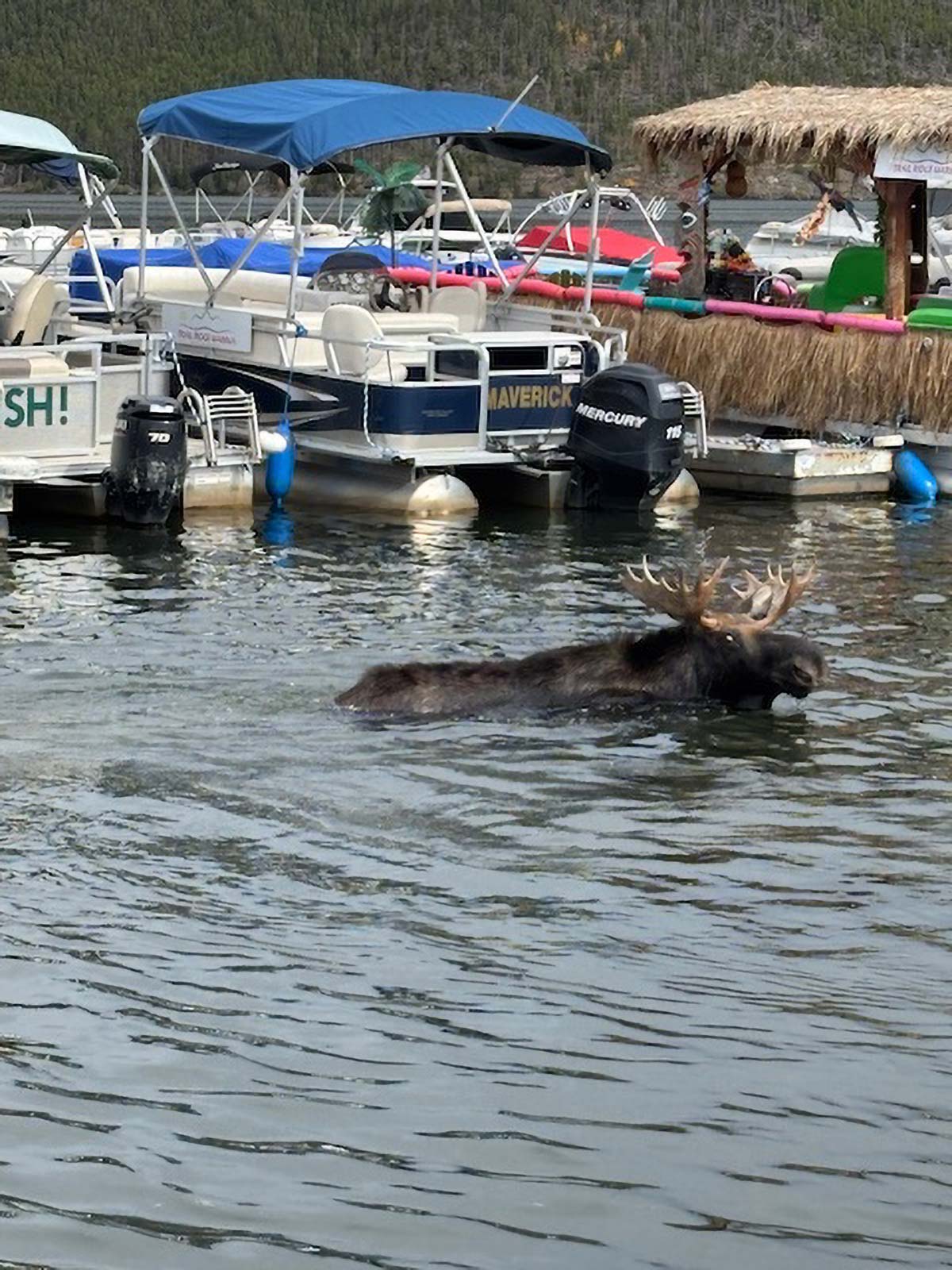 Moose