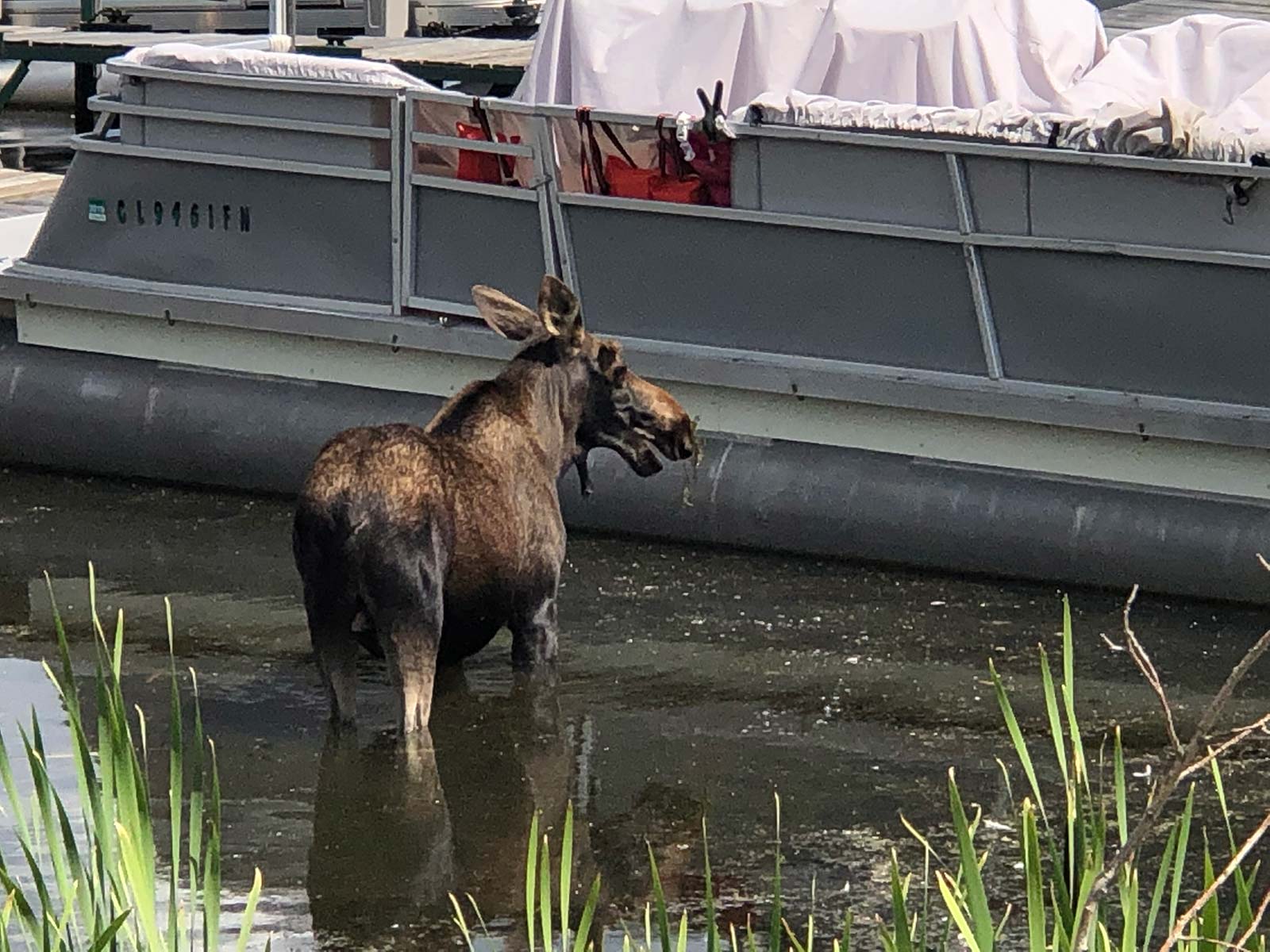 Moose In The Lake