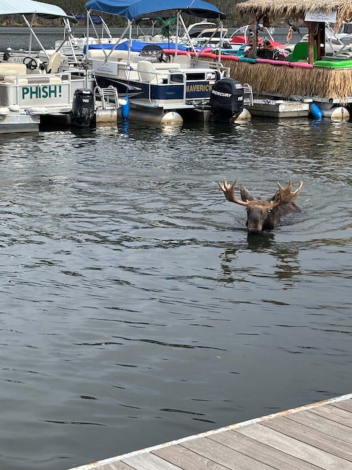 Moose October