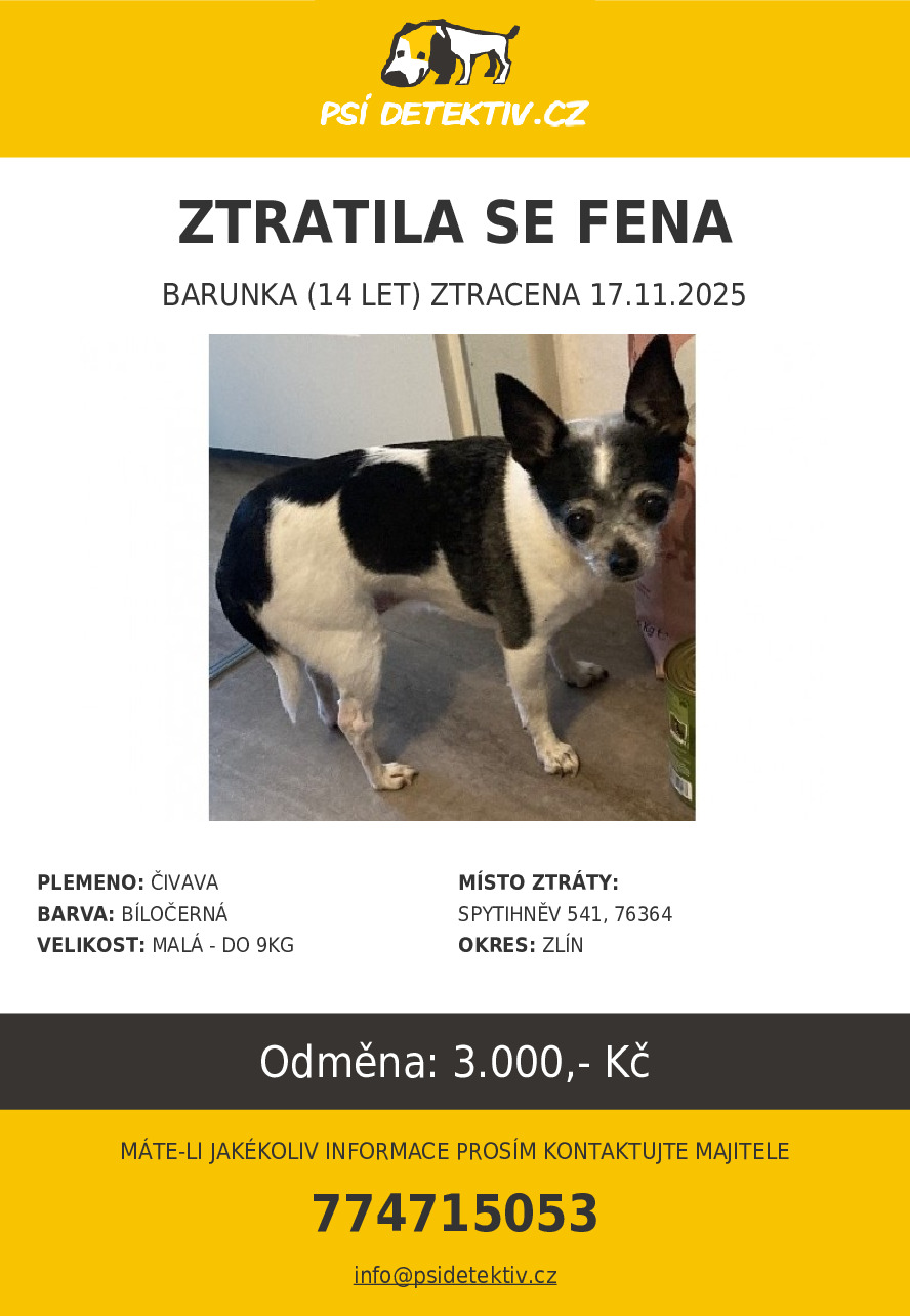 Hledá se fenka čivavy