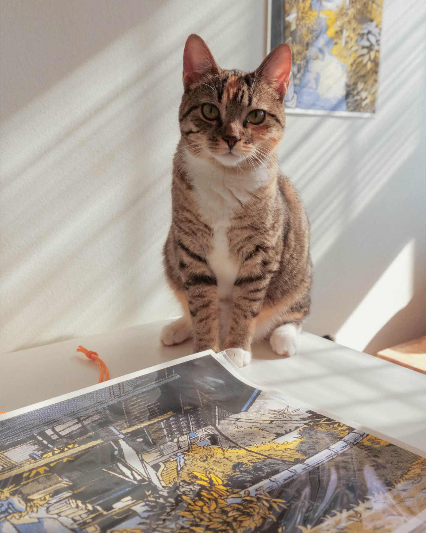 Tabby cat with white paws sitting on a table next to a colorful print under soft sunlight.