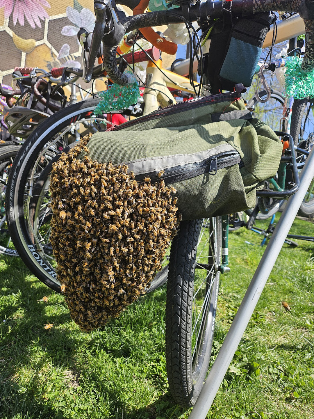 Swarm of bees clustered on a green bike saddlebag attached to a bicycle parked on grass.