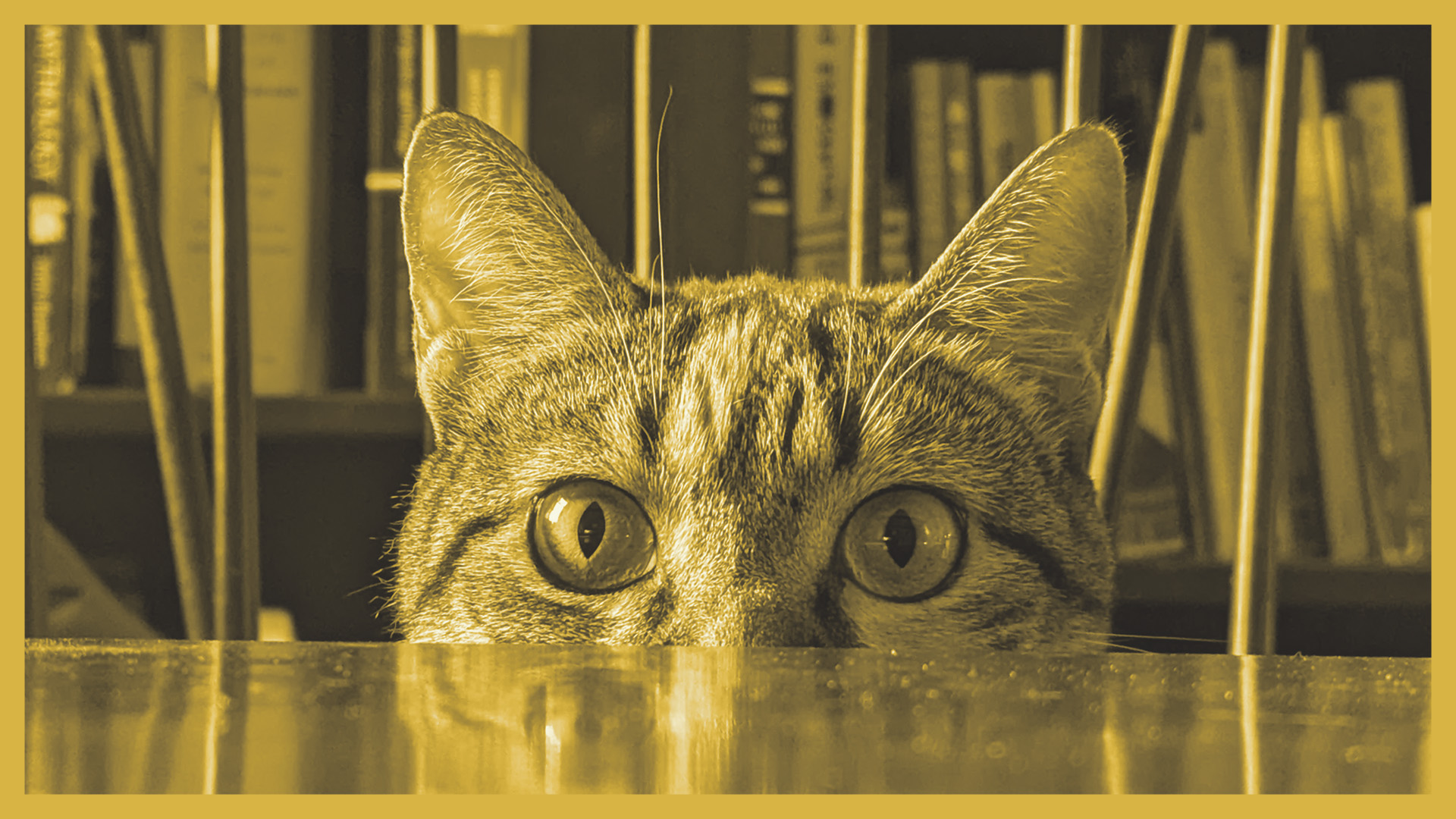 Close-up of a tabby cat's face peeking over a reflective surface with a blurred bookshelf background.