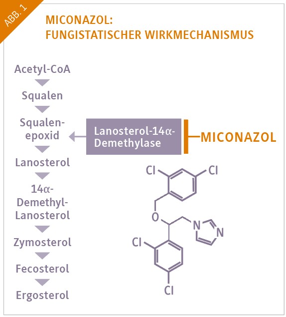 Miconazol_Fngistatischer_Wirkmechanismus
