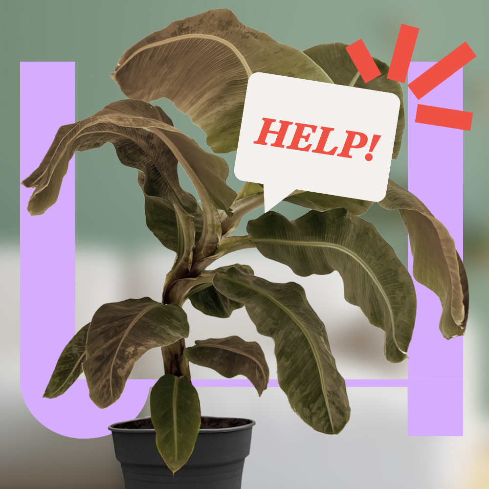 Met deze wetenschap houd je je planten in leven