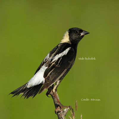 Introducing the Bobolink