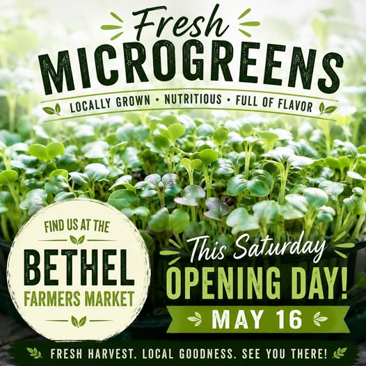 May be an image of chard, collard greens and text that says 'Fresh MICROGREENS NUTRITIOUS FULL OF FLAVOR LOCALLY GROWN FIND US AT FINDUSATTHE AT THE V BETHEL FARMERS FARMERSMARKET MARKET This Saturday ÓPENING DAY! MAY 16 FRESH HARVEST. LOCAL GOODNESS. SEE YOU THERE!'