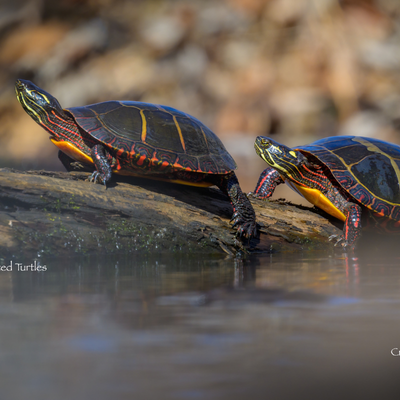 Nature's Nooks - Painted Turtles