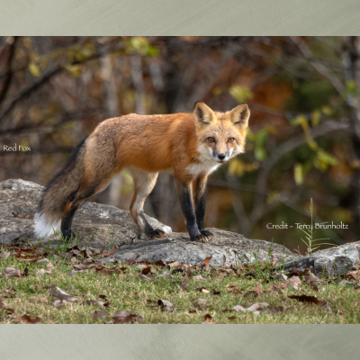Nature's Nooks - Red Fox