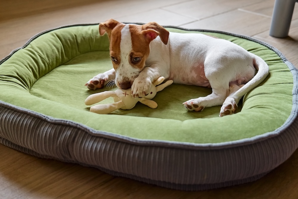 Pet anxiety and wellness products are one of the best dropshipping niches with low competition for 2025.
