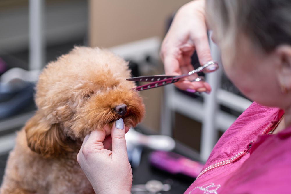 Love animals? Try offering pet grooming services on the weekend.