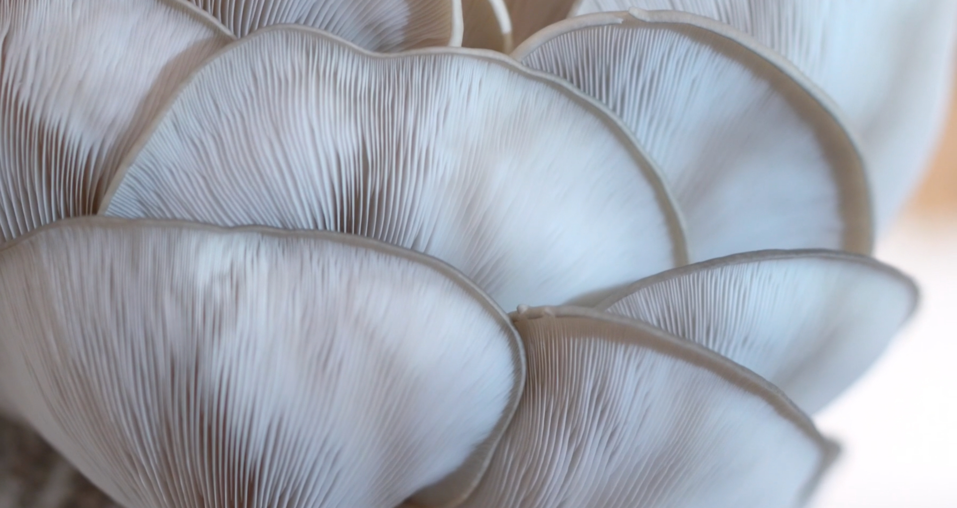 Short film for the urban farm transforming coffee waste into mushrooms