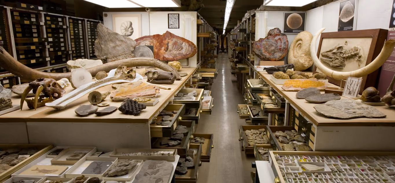 Fossil and specimen storage room featuring numerous labeled drawers and display tables filled with fossils, rocks, and preserved bones. Image courtesy of Smithsonian National Museum of Natural History.