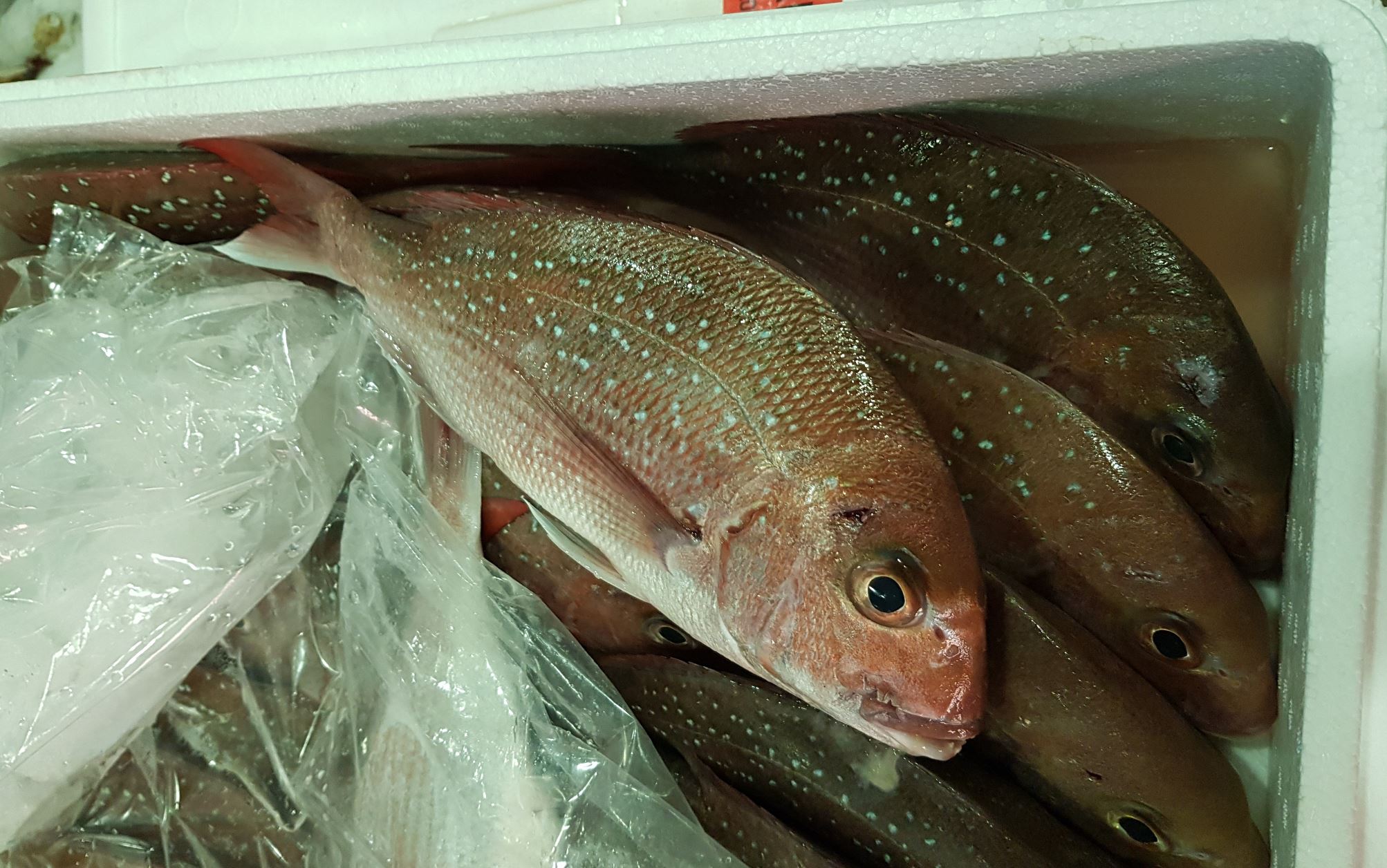 Seafood tracking and traceability | Project | Food Agility CRC