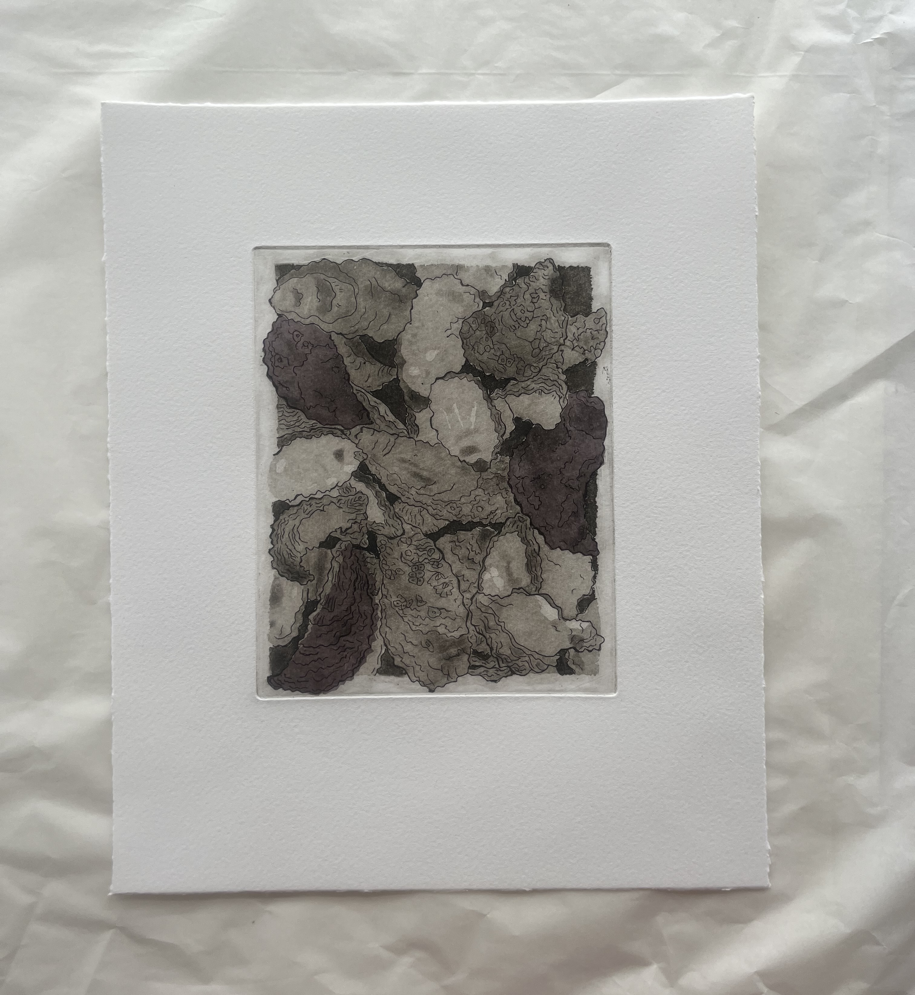 Print of multiple oysters that are overlapping. Some oysters are going beyond the border. This print's ink is a deep sepia. Some oysters have subtle paper that is shading the oysters in a purple tone. 