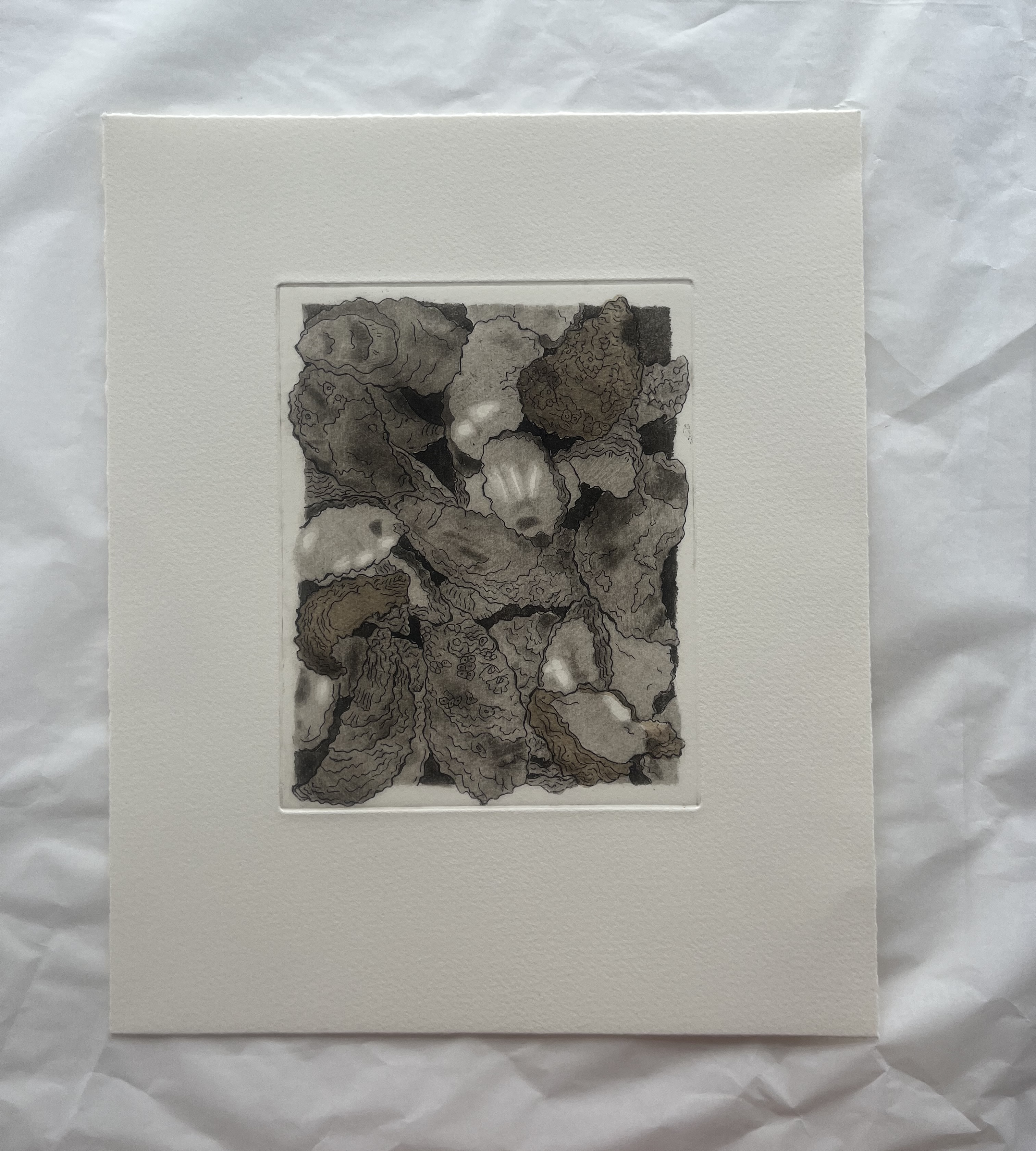 Print of multiple oysters that are overlapping. Some oysters are going beyond the border. This print's ink is a deep sepia. Some oysters have subtle paper that is shading the oysters in a browner tone. 