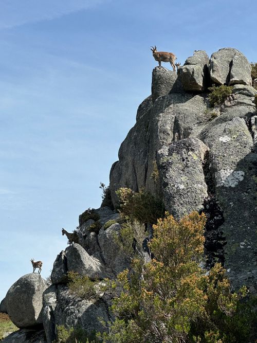 Wild goats on the rocks that we met on the hike