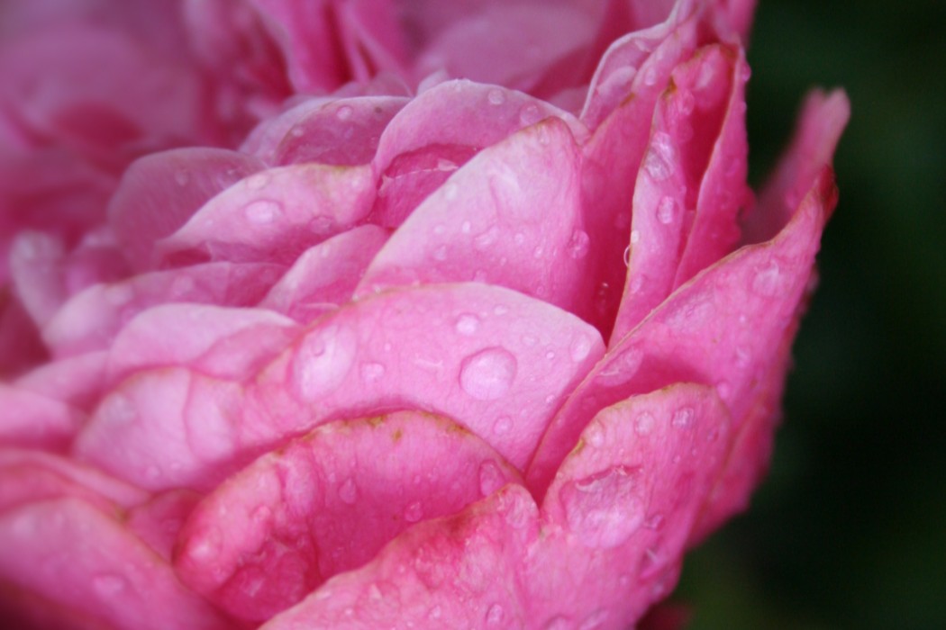 The same rose at f/16: nearly the whole bloom is sharp, the green garden behind it still blurred