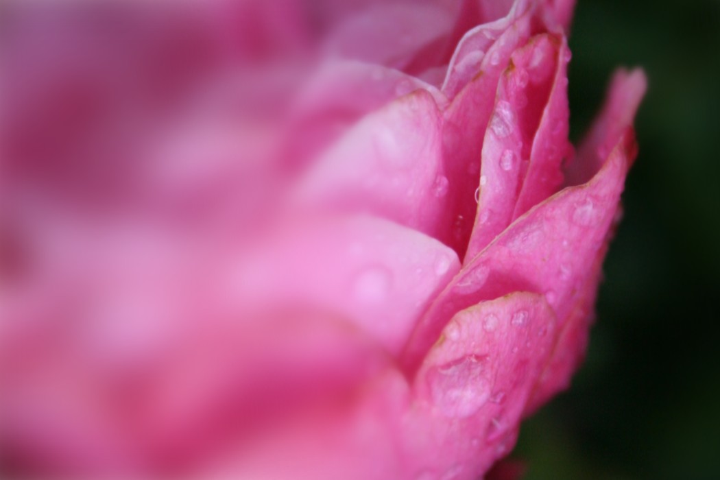 The same rose at f/2.8: a few petals around the droplets now hold, the back of the bloom still soft