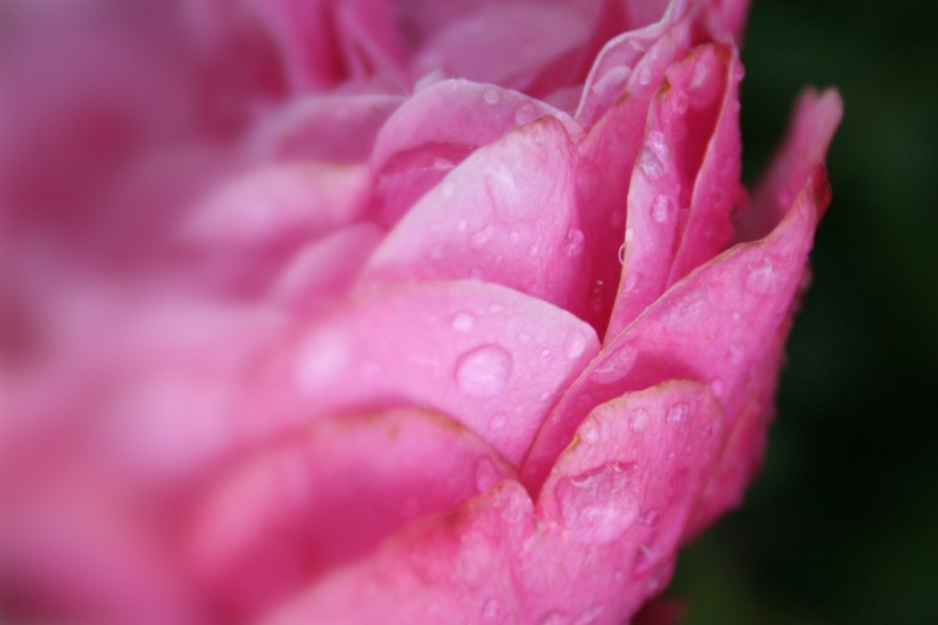 The same rose at f/5.6: most of the front of the bloom is sharp, the outer petals softening