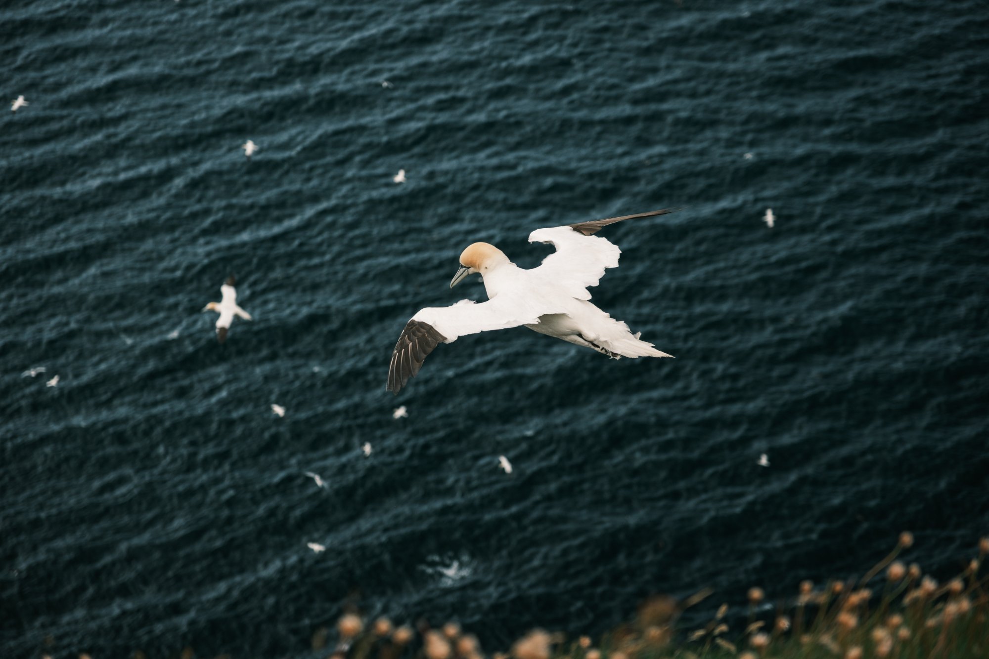 Gannet in flight over the sea