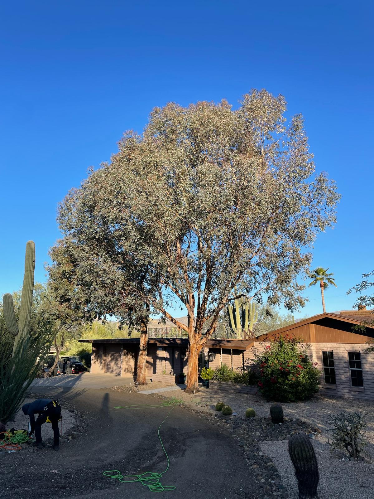 Palo Brea Tree Trim
