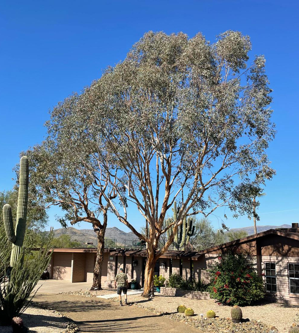Palo Brea Scottsdale After Trim