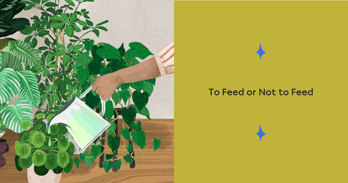 To Feed or Not to Feed