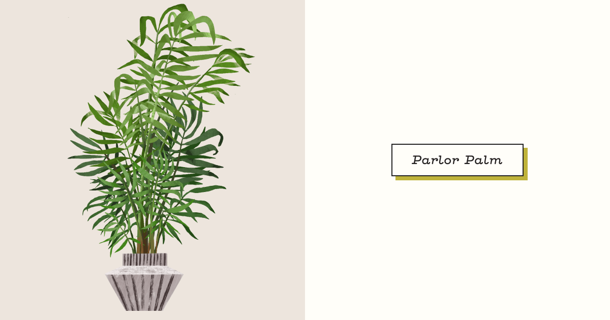 pagoda plant succulent Crassula 'Green Pagoda'  Succulent Gardens