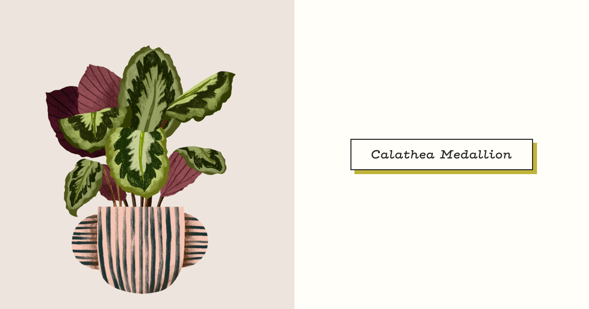 roseopicta calathea Calathea Roseoptica Plants for Sale main image 0
